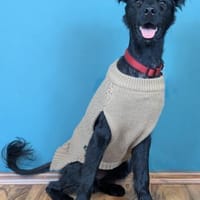 Der süße, kleine Hütehundmix Grisu, Hund zur Adoption