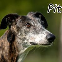 Pitty Platsch sagt Hallooooo💖, Hund zur Adoption