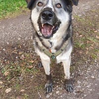 Cody, Hund zur Adoption