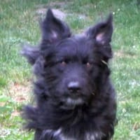 COON - eigenwilliger Strobel sucht Paten, Hund zur Adoption