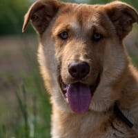 Wudy  der sanfte Beobachter, Hund zur Adoption