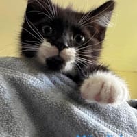Für immer zu Hause gesucht, Kater zur Adoption
