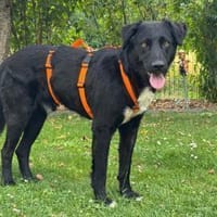 Hübscher Hirax wartet in München!, Hund zur Adoption