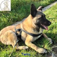 Terry, der Handicap-Schmusebär, Hund zur Adoption