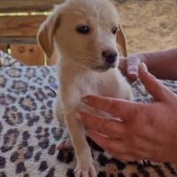 Nemo sucht ein Zuhause, Hund zur Adoption