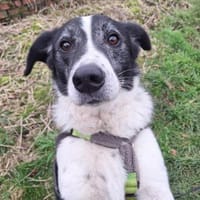 Knutschkugel BIM, Hund zur Adoption