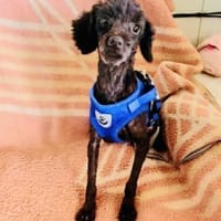 Pudeldame Channel sucht ein Körbchen, Hündin zur Adoption