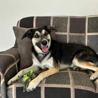 Energiebündel Vincent sucht Zuhause, Hund zur Adoption
