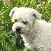 Kleine Kerlchen MARVIN, Hund zur Adoption