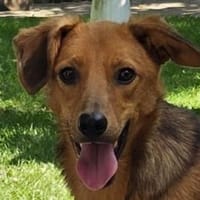 FLOPPI-niedlicher,verspielter Rüde, 48cm, Hund zur Adoption