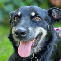 LORETTA-süße, aktive Hündin, 44 cm, Hündin zur Adoption