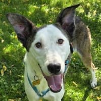 NACHO-verschmuster, netter Rüde, 52 cm, Hund zur Adoption