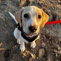 Floren, mutige Welpenmaus, 4M in 12101, Hündin zur Adoption