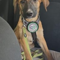 Cortie sucht liebevolle Familie...., Hund zur Adoption