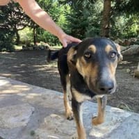 Einstein,aufgeschlossener Rüde,10M 64287, Hund zur Adoption