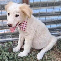 Welpe Kate - ein sanftes Engelchen, Hündin zur Adoption