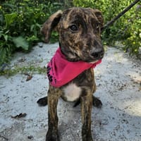 Kleine Hündin Fritzi, Hund zur Adoption