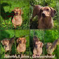 Kurzhaardackel Heinrich sucht ..., Hund zur Adoption