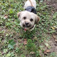 Schröder, verschmuster Pekinesen-Shi-Tzu, Hund zur Adoption
