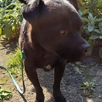 Max sucht seine Menschen💙🐾💙, Hund zur Adoption