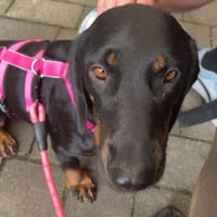 💕Wilma💕 sucht ihre Menschen, Hündin zur Adoption