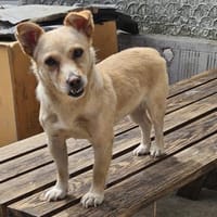 Kleine Liebe Tissa sucht ihre Familie, Hündin zur Adoption