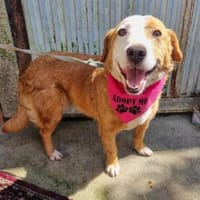 Herzensgute Hündin Mollen, Hündin zur Adoption