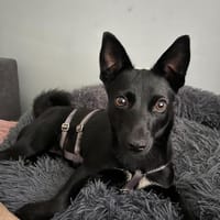 Naomi wartet auf ihrer Pflegestelle!, Hündin zur Adoption