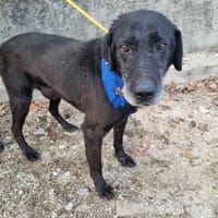 Traumhund Eric, Hund zur Adoption