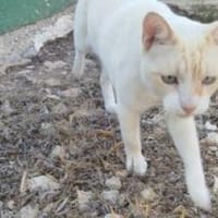 Werde Pflegestelle für Katzen in NOT, Kater zur Adoption