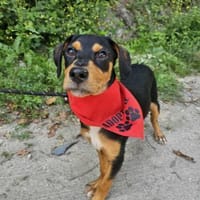 Hübscher Ticino, Hund zur Adoption