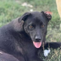 Yana - suche mein Glück, Hündin zur Adoption