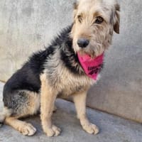 Sanfte Wuschelmaus Cleo, Hündin zur Adoption