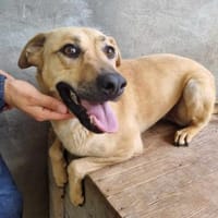 Hübsche Cara, Hündin zur Adoption