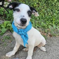 Goldiger Calli, Hund zur Adoption
