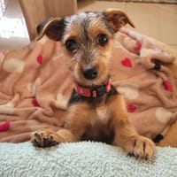 Filou, Hündin zur Adoption