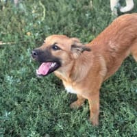 Sissy, verschmust und wundervoll, Hündin zur Adoption