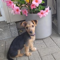 Bobby, Hund zur Adoption