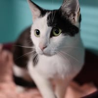 SKITY, chatte à adopter