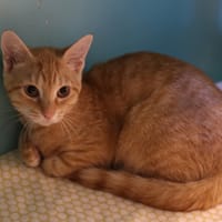 ROSE, chatte à adopter