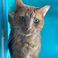 caramel, chat à adopter