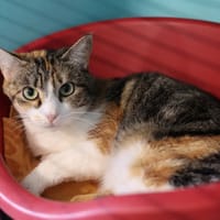 MINA, chatte à adopter