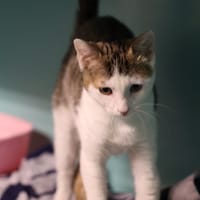 CLIFORD, chat à adopter
