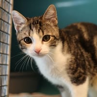 Mite, chat à adopter