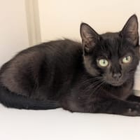 Litchie, chatte à adopter