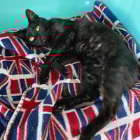 watson, chat à adopter