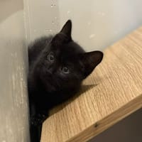 Chouchou, chat à adopter