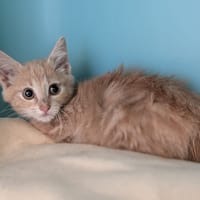 OTIS, chat à adopter