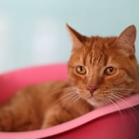 HANSEL, chat à adopter