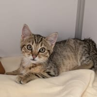 Kiwaï, chat à adopter